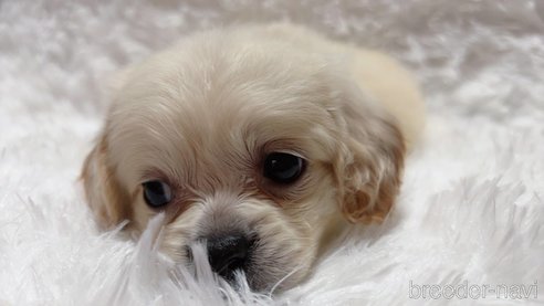 成約済の宮崎県のミックス犬-300366の6枚目