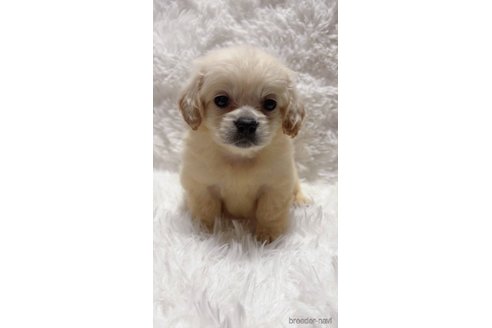 成約済の宮崎県のミックス犬-300366の1枚目