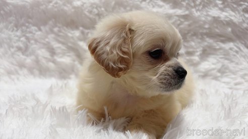 成約済の宮崎県のミックス犬-300366の3枚目