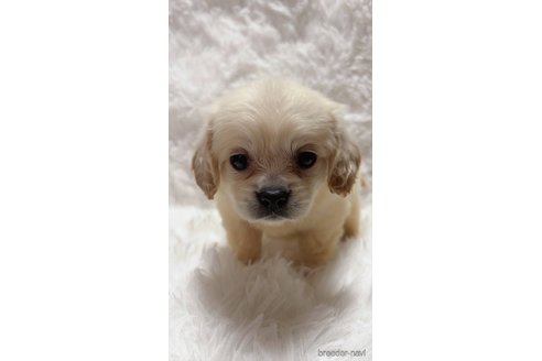 成約済の宮崎県のミックス犬-300366の4枚目