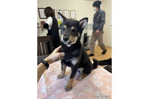 成約済の千葉県の柴犬-279536の1枚目