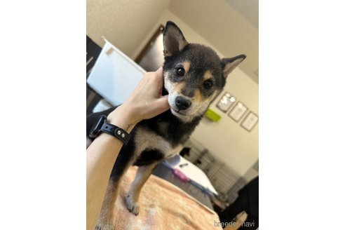 成約済の千葉県の柴犬-279531の4枚目