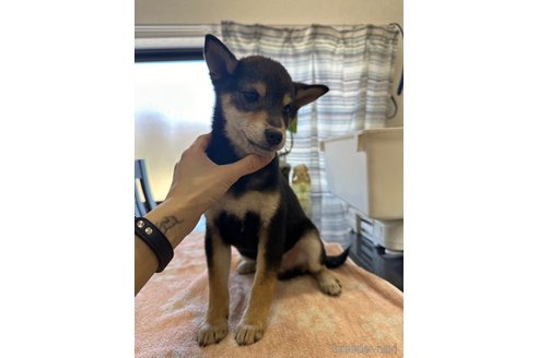 成約済の千葉県の柴犬-279531の3枚目