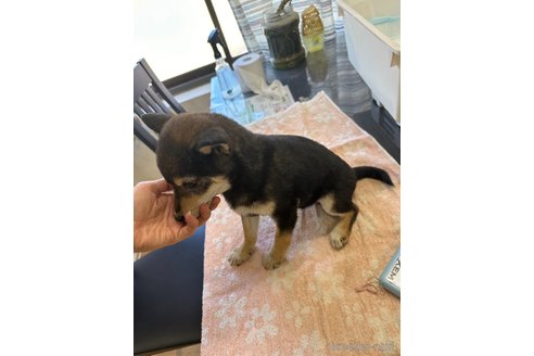 成約済の千葉県の柴犬-279531の2枚目