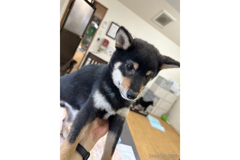 成約済の千葉県の柴犬-279541の5枚目