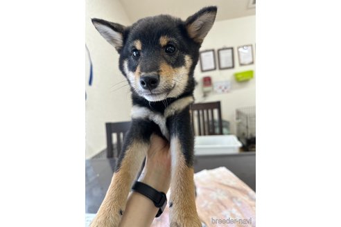 成約済の千葉県の柴犬-279541の3枚目