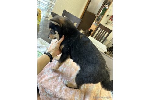 成約済の千葉県の柴犬-279541の2枚目