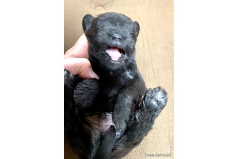 成約済の奈良県のミックス犬-300400の19枚目