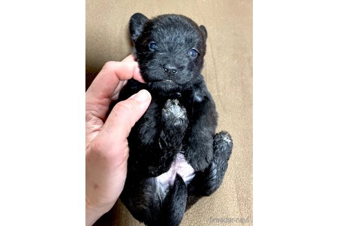 成約済の奈良県のミックス犬-300400の18枚目