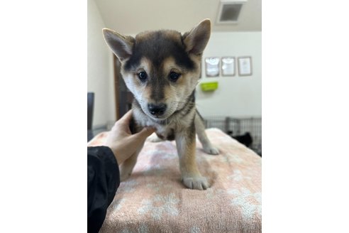 成約済の千葉県の柴犬-291524の2枚目
