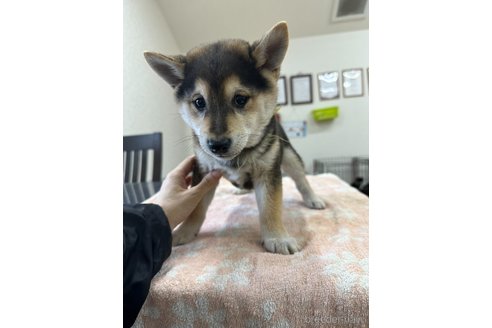 成約済の千葉県の柴犬-291524の3枚目