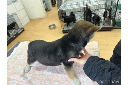成約済の千葉県の柴犬-291524の4枚目