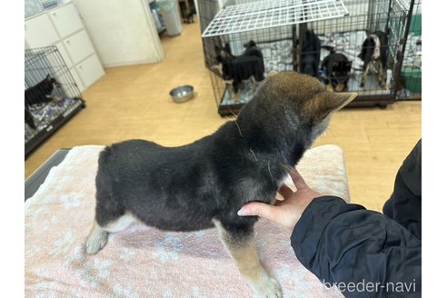 商談中の千葉県の柴犬-291524の4枚目