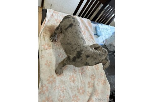 成約済の千葉県のアメリカンブリー-292935の3枚目