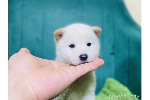 成約済の茨城県の豆柴-300129の3枚目