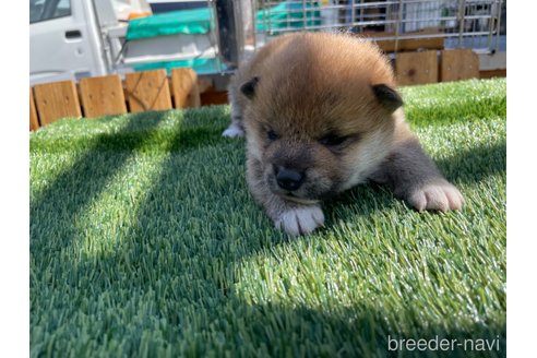 成約済の広島県の柴犬-300481の4枚目