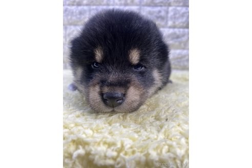 成約済の茨城県の柴犬-300516の11枚目