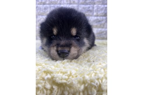 成約済の茨城県の柴犬-300516の8枚目