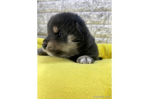 商談中の茨城県の柴犬-300516の7枚目