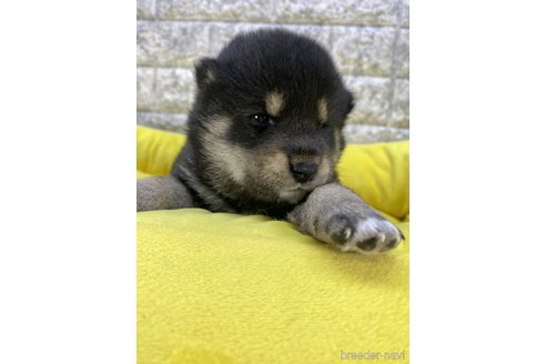 成約済の茨城県の柴犬-300516の6枚目
