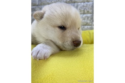 商談中の茨城県の柴犬-300517の11枚目