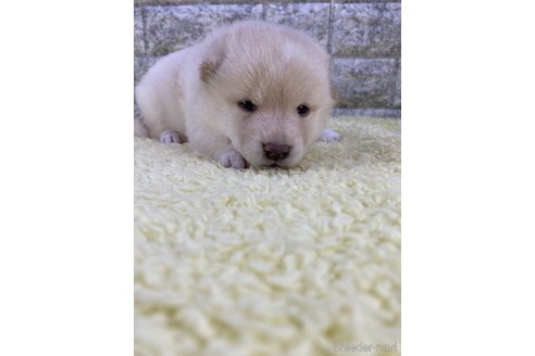 成約済の茨城県の柴犬-300517の10枚目