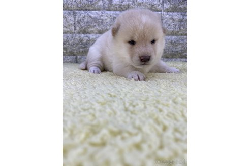 成約済の茨城県の柴犬-300517の8枚目