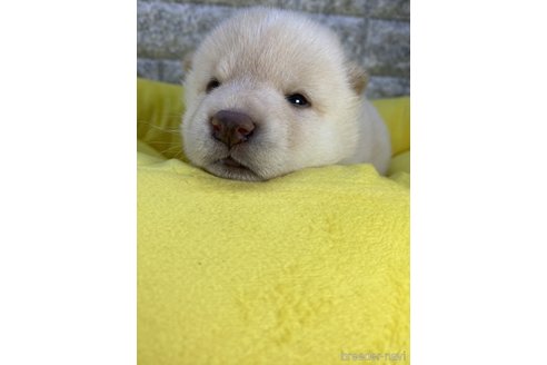成約済の茨城県の柴犬-300517の7枚目