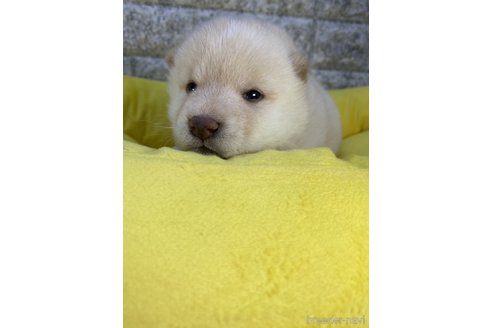 成約済の茨城県の柴犬-300517の6枚目