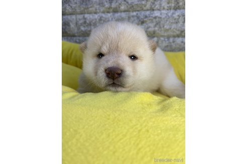 成約済の茨城県の柴犬-300517の5枚目