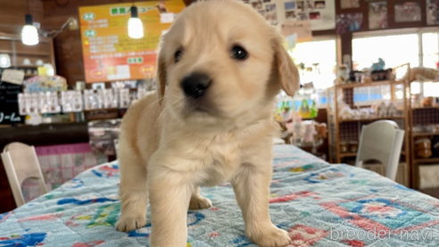 成約済の長野県のゴールデンレトリーバー-297256の1枚目