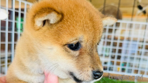 成約済の茨城県の豆柴-295840の3枚目