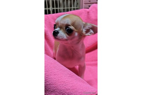 成約済の千葉県のチワワ(スムースコート)-284316の20枚目