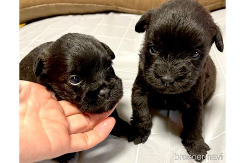 販売中の奈良県のミックス犬-300400