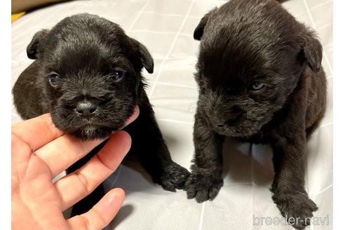 成約済の奈良県のミックス犬-300400の15枚目