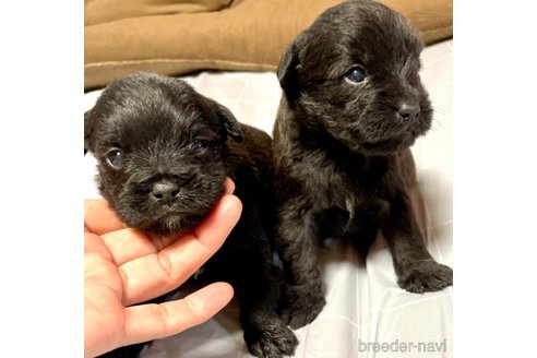 成約済の奈良県のミックス犬-300400の14枚目