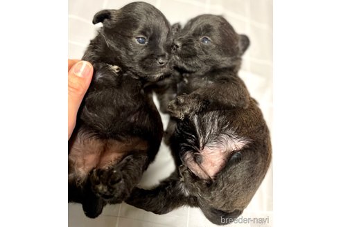 成約済の奈良県のミックス犬-300400の13枚目