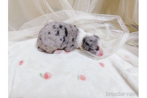 成約済の千葉県のオーストラリアンシェパード-300702の6枚目