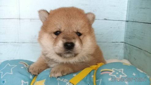 成約済の埼玉県の柴犬-300719の1枚目