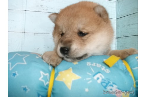 成約済の埼玉県の柴犬-300719の3枚目