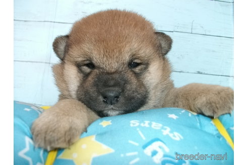 成約済の埼玉県の柴犬-300721の5枚目