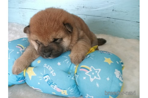 成約済の埼玉県の柴犬-300721の3枚目