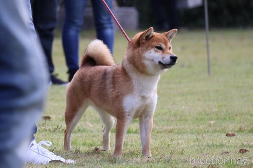 のの柴犬-