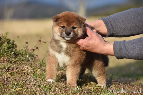 成約済の三重県の柴犬-300772の5枚目