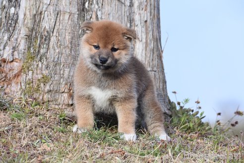 成約済の三重県の柴犬-300774の2枚目