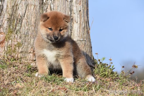 成約済の三重県の柴犬-300774の3枚目