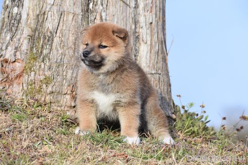 成約済の三重県の柴犬-300774の4枚目