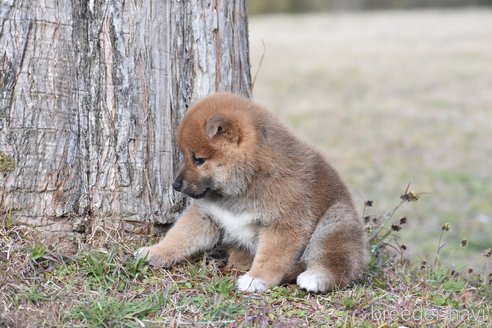 成約済の三重県の柴犬-300774の5枚目