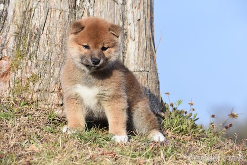 成約済の三重県の柴犬-300774の6枚目