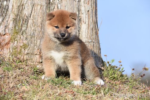 成約済の三重県の柴犬-300774の1枚目